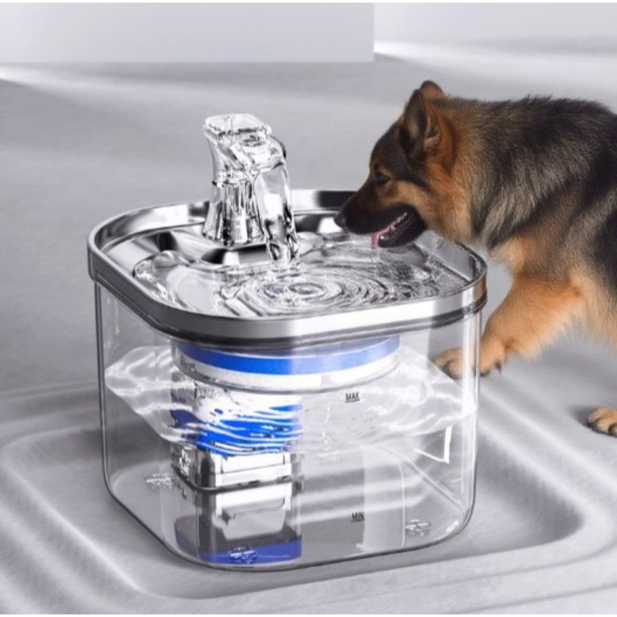 Cane che beve acqua fresca dalla fontanella automatica